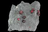 Top Quality - Plate Red Embers Garnets From Massachusetts #114179-4